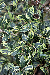 Hamakita Shirofu Variegated False Holly (Osmanthus heterophyllus 'Hamakita Shirofu') at Lakeshore Garden Centres