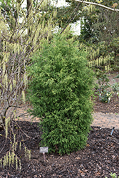 Nana Albospica Japanese Cedar (Cryptomeria japonica 'Nana Albospica') at Stonegate Gardens