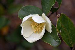 Gail's Favorite Magnolia (Magnolia laevifolia 'GCWOOD213') at Stonegate Gardens