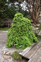 Ryusen Japanese Maple (Acer palmatum 'Ryusen') at Stonegate Gardens