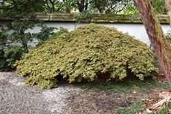 Kiyohime Japanese Maple (Acer palmatum 'Kiyohime') at Stonegate Gardens