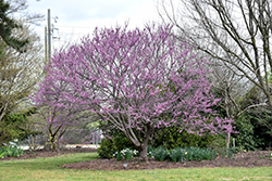 Ace Of Hearts Redbud (Cercis canadensis 'Ace Of Hearts') at Lakeshore Garden Centres