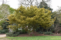 Wou Nishiki Japanese Maple (Acer palmatum 'Wou Nishiki') at Lakeshore Garden Centres