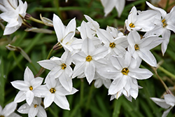 White Star Spring Starflower (Ipheion uniflorum 'White Star') at Stonegate Gardens