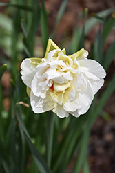 Acropolis Daffodil (Narcissus 'Acropolis') at A Very Successful Garden Center