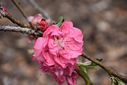 Genpei Shidare Flowering Peach (Prunus persica 'Genpei Shidare') at Stonegate Gardens