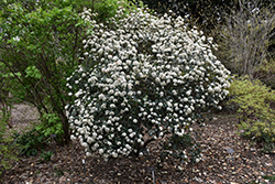 Conoy Viburnum (Viburnum 'Conoy') at Lakeshore Garden Centres