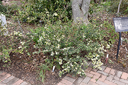 Snow Muffin Chinese Fringeflower (Loropetalum chinense 'Snowmound') at Stonegate Gardens