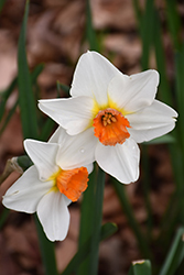 Red Hill Daffodil (Narcissus 'Red Hill') at Stonegate Gardens