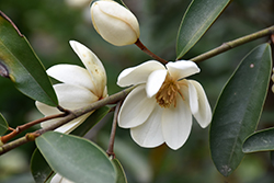Copperstop Magnolia (Magnolia laevifolia 'Copperstop') at Stonegate Gardens