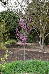 Summer's Tower Redbud (Cercis canadensis 'JN7') at Stonegate Gardens
