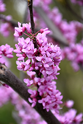 Summer's Tower Redbud (Cercis canadensis 'JN7') at Stonegate Gardens