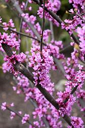 Summer's Tower Redbud (Cercis canadensis 'JN7') at Lakeshore Garden Centres