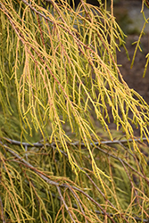 Golden Weeping Monterey Cypress (Cupressus macrocarpa 'Saligna Aurea') at Stonegate Gardens
