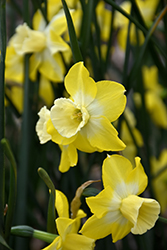 Hillstar Daffodil (Narcissus 'Hillstar') at Stonegate Gardens