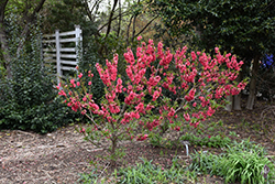 NCSU Dwarf Double Red Flowering Peach (Prunus persica 'NCSU Dwarf Double Red') at Stonegate Gardens