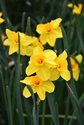 Pappy George Daffodil (Narcissus 'Pappy George') at Stonegate Gardens