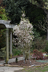 Zuzu Fuji Cherry (Prunus incisa 'Rinpo') at Lakeshore Garden Centres
