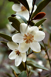 Snowbird Magnolia (Magnolia laevifolia 'Snowbird') at Stonegate Gardens