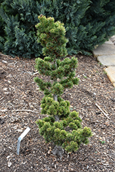 Aoi Japanese White Pine (Pinus parviflora 'Aoi') at Lakeshore Garden Centres