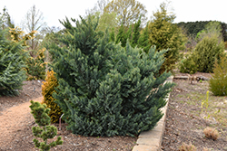 Compact Blue Redcedar (Juniperus virginiana 'Glauca Compacta') at Stonegate Gardens