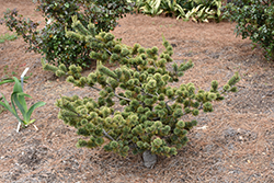 Adcock's Dwarf Japanese White Pine (Pinus parviflora 'Adcock's Dwarf') at Stonegate Gardens