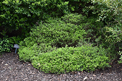 Emerald Knoll Boxwood (Buxus 'RLH-BI') at Stonegate Gardens