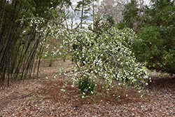 Clarisse Flowering Peach (Prunus persica 'Clarisse') at Stonegate Gardens