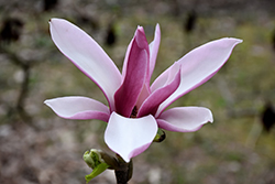 Picture Saucer Magnolia (Magnolia x soulangeana 'Picture') at A Very Successful Garden Center