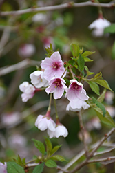 Kojo No Mai Fuji Cherry (Prunus incisa 'Kojo No Mai') at Stonegate Gardens
