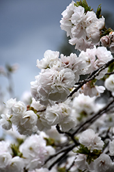 Mt. Fuji Flowering Cherry (Prunus serrulata 'Shirotae') at Stonegate Gardens