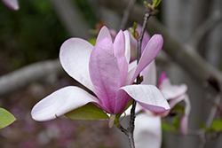 Jane Magnolia (Magnolia 'Jane') at Lakeshore Garden Centres