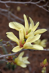 Yellow Bird Magnolia (Magnolia 'Yellow Bird') at Lakeshore Garden Centres