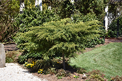 Golden Pfitzer Juniper (tree form) (Juniperus x media 'Pfitzeriana Aurea (tree form)') at Stonegate Gardens