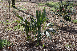 Brazoria Texas Palmetto Palm (Sabal texensis) at Stonegate Gardens
