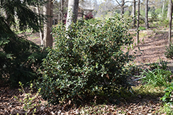 Unryu Camellia (Camellia japonica 'Unryu') at Stonegate Gardens
