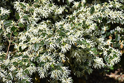 Emerald Snow Fringeflower (Loropetalum 'Shang-white') at Lakeshore Garden Centres