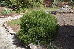 Little Jewel Japanese Cedar (Cryptomeria japonica 'Little Jewel') at Stonegate Gardens