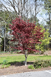 Hefner's Red Select Japanese Maple (Acer palmatum 'Hefner's Red Select') at Stonegate Gardens