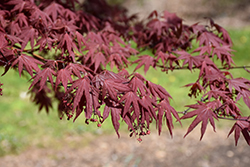 Hefner's Red Select Japanese Maple (Acer palmatum 'Hefner's Red Select') at Stonegate Gardens