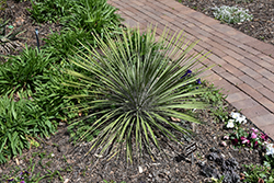 Buckley's Yucca (Yucca constricta) at Stonegate Gardens