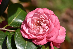April Rose Camellia (Camellia japonica 'April Rose') at Stonegate Gardens