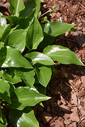 Sweet Bo Peep Hosta (Hosta 'Sweet Bo Peep') at Lakeshore Garden Centres