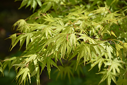 Pinebark Japanese Maple (Acer palmatum 'Nishiki Gawa') at Lakeshore Garden Centres