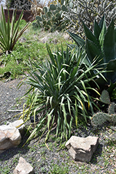 Granted Wish Yucca (Yucca louisianensis 'Granted Wish') at Stonegate Gardens