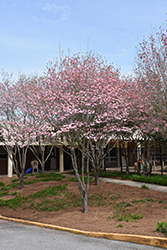 Prairie Pink Flowering Dogwood (Cornus florida 'Prairie Pink') at Stonegate Gardens