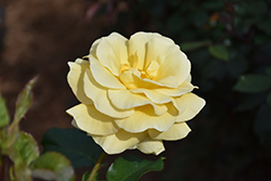 Sunshine Daydream Rose (Rosa 'Meikanaro') at Lakeshore Garden Centres