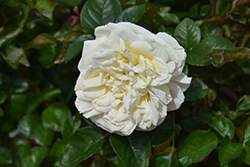 Sweet Jane Rose (Rosa 'KORangober') at Lakeshore Garden Centres