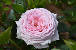 Madame Anisette Parfuma Rose (Rosa 'KORberonem') at Lakeshore Garden Centres