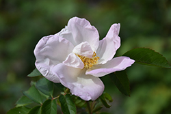 Morning Magic Rose (Rosa 'Morning Magic') at Lakeshore Garden Centres